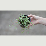 Biblical Job's Tears - Blue Baby Tears in a 4" Nursery Pot - Pilea glauca - Indoor succulent plant - Easy care houseplant -Terrarium plant