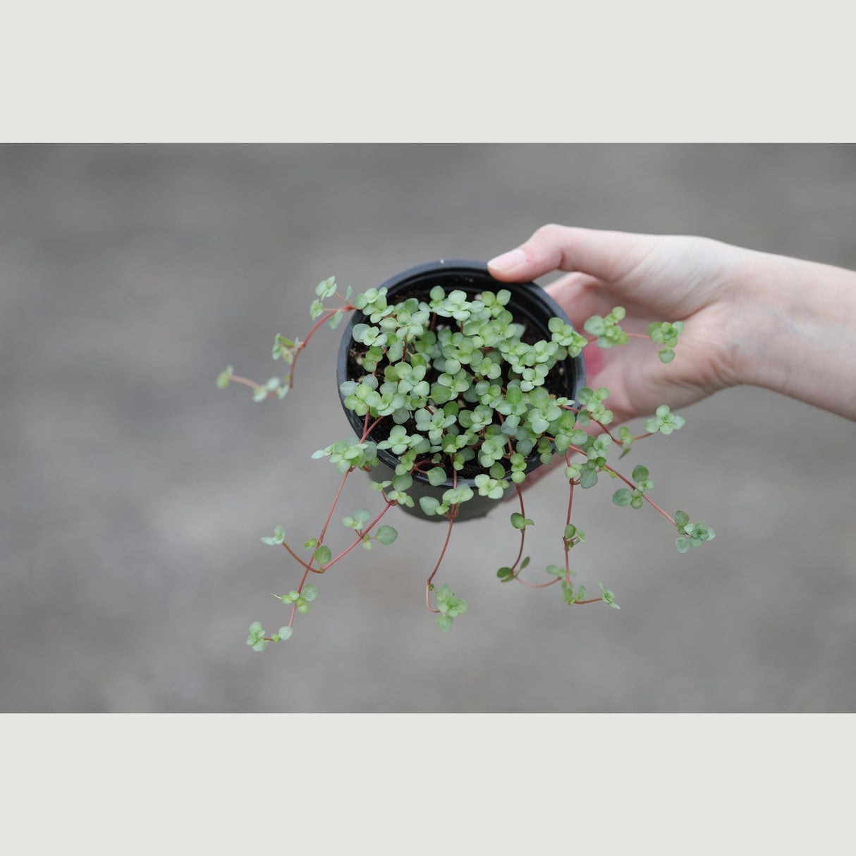 Biblical Job's Tears - Blue Baby Tears in a 4" Nursery Pot - Pilea glauca - Indoor succulent plant - Easy care houseplant -Terrarium plant