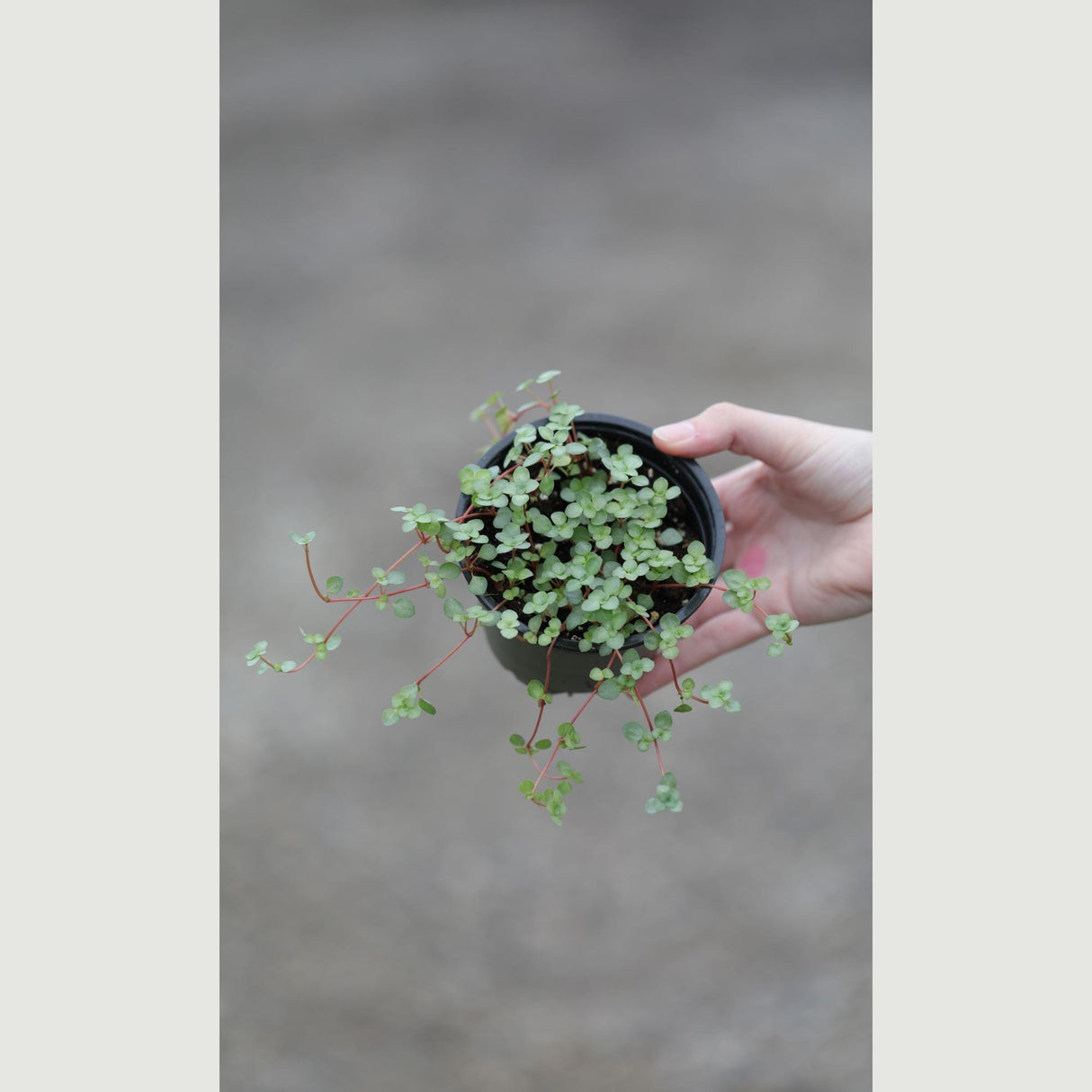 Biblical Job's Tears - Blue Baby Tears in a 4" Nursery Pot - Pilea glauca - Indoor succulent plant - Easy care houseplant -Terrarium plant