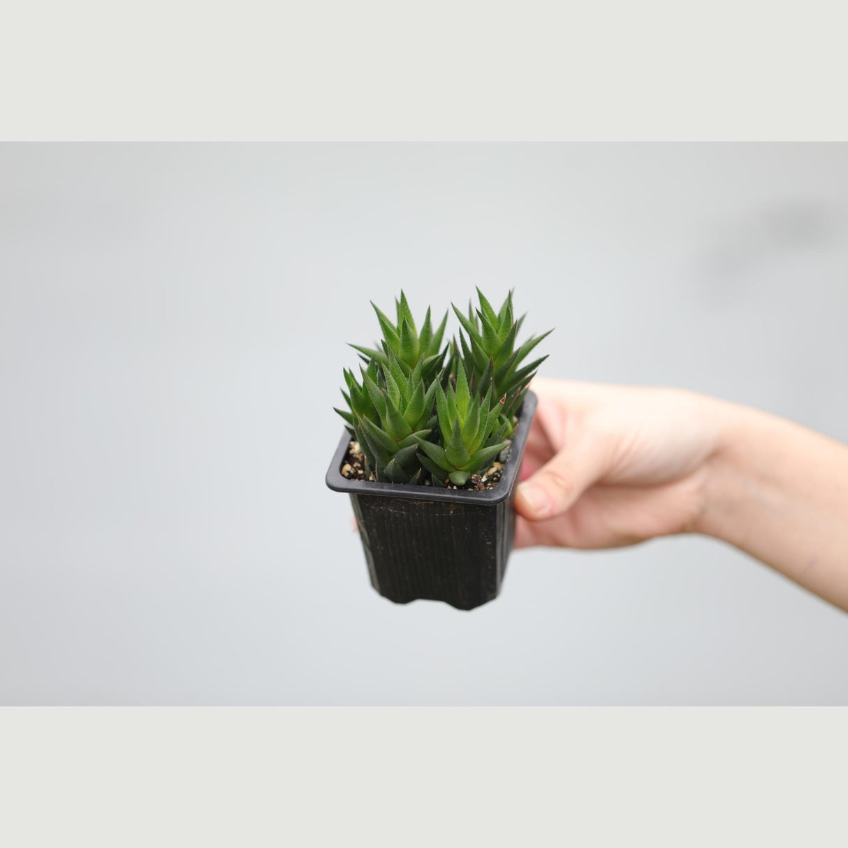 Haworthiopsis Marumiana in a 3" Nursery Pot - Succulent Plant – Low-Light Indoor Plant - Air-Purifying Houseplant -Easy Care Indoor Plant