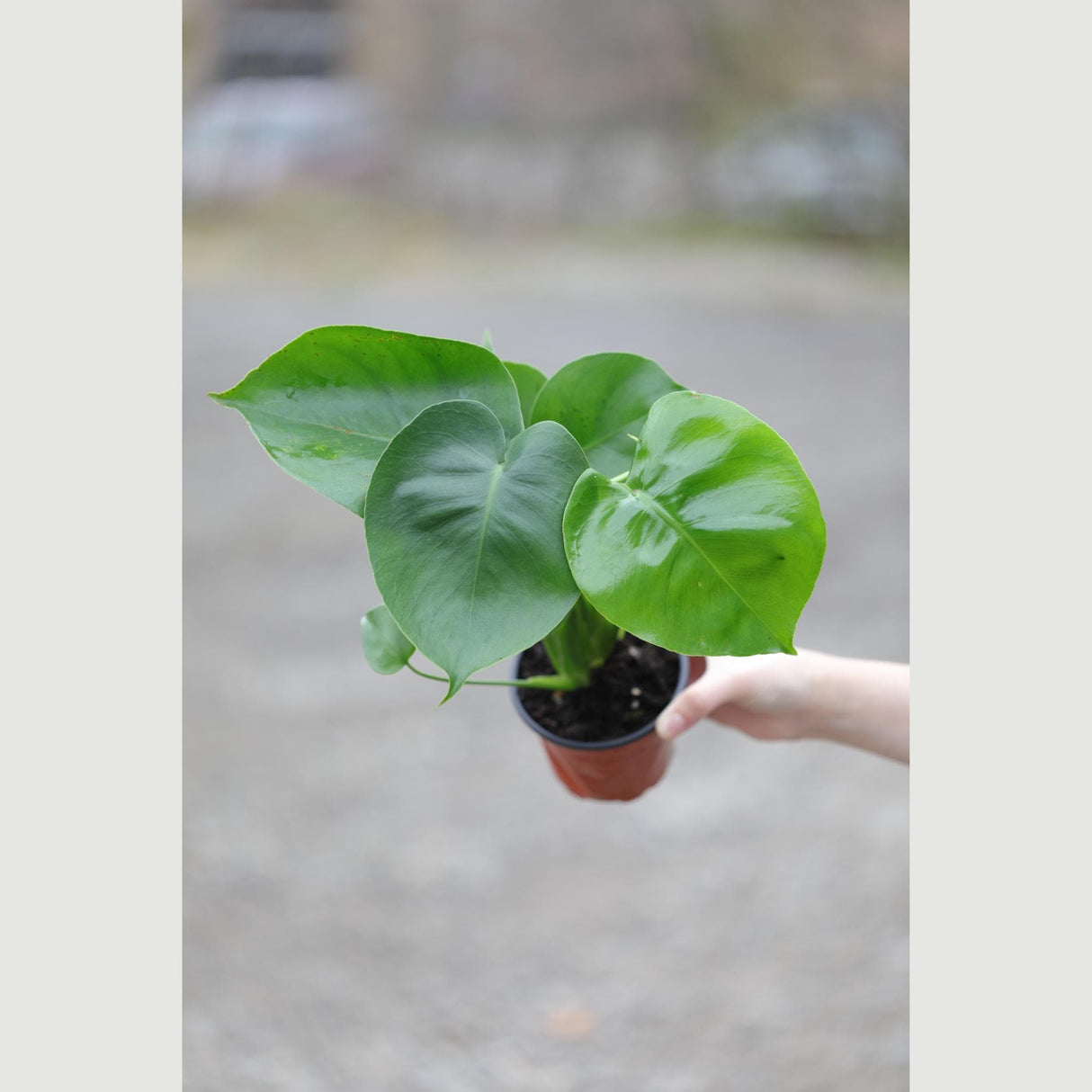 Monstera Deliciosa in a 4" Nursery Pot - Monstera Plant - Tropical Plant - Rare Houseplant - Easy Indoor Plant - Low Light Houseplant