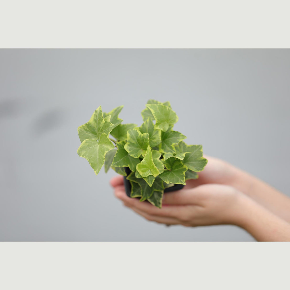 Ivy Gold Child in a 3" Pot - Herdera Helix - Low Light vining Houseplant - Kids room Indoor Plant - Shelf plant - office gift plant
