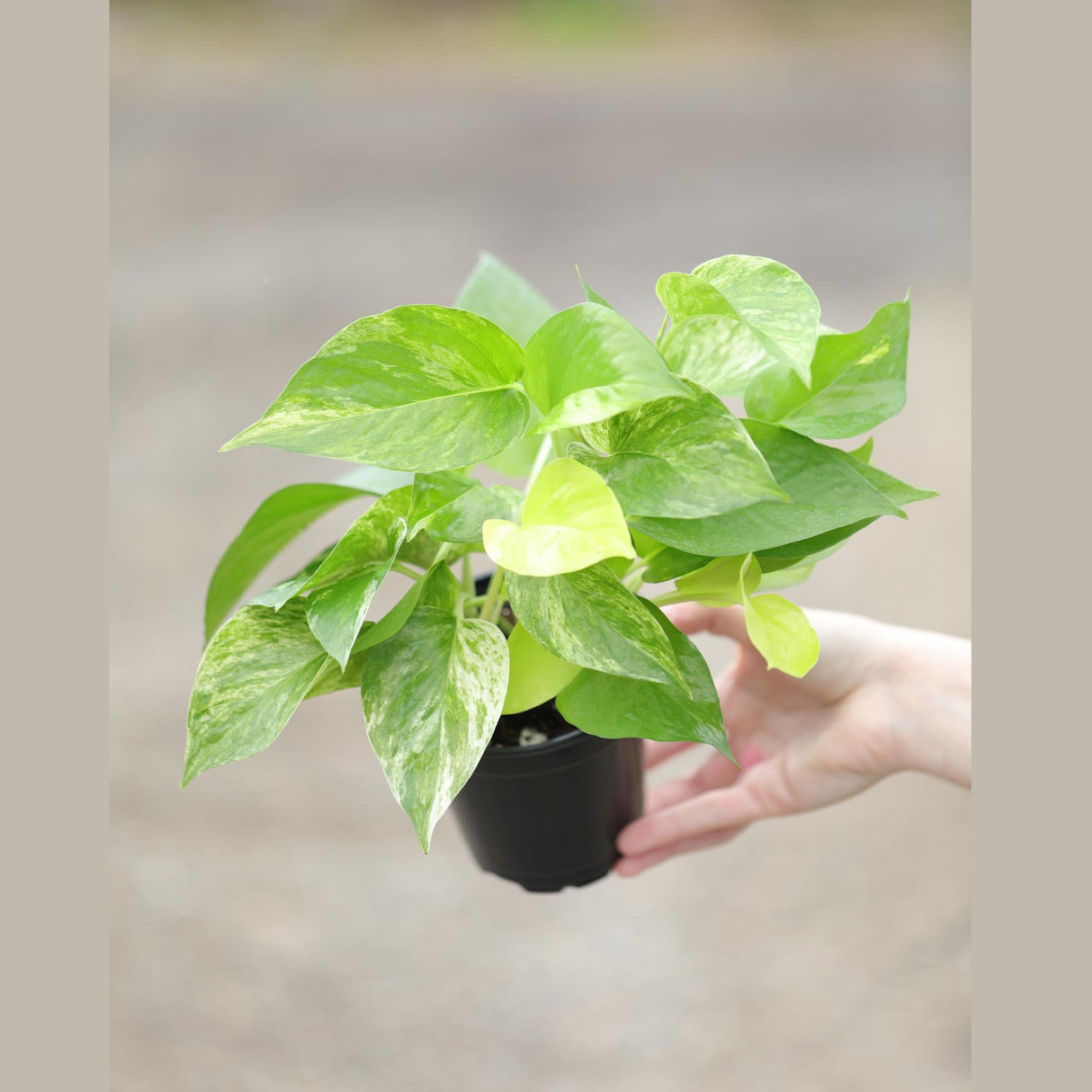 Marble Queen Pothos Plant in a 3" Nursery Pot- Indoor Vining Houseplants - Marble Pothos - Air Purifying Epipremnum - Low Light Indoor Plant