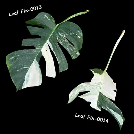 Monstera Albo - Rare Variegated Monstera Borsigiana Albo - Imperfect Healthy Cuttings of Rare Monstera Albo - USA seller