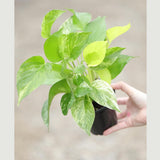 Marble Queen Pothos Plant in a 3" Nursery Pot- Indoor Vining Houseplants - Marble Pothos - Air Purifying Epipremnum - Low Light Indoor Plant