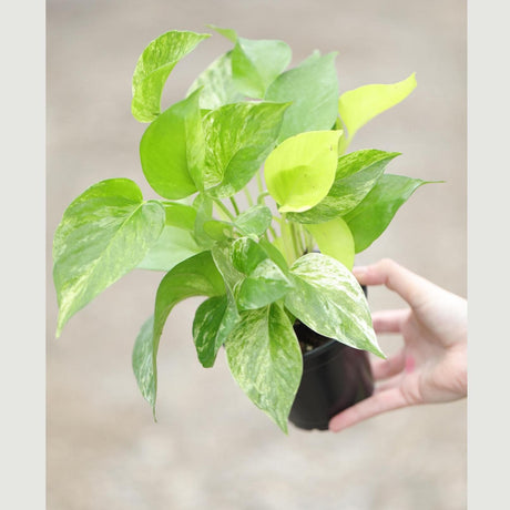 Marble Queen Pothos Plant in a 3" Nursery Pot- Indoor Vining Houseplants - Marble Pothos - Air Purifying Epipremnum - Low Light Indoor Plant