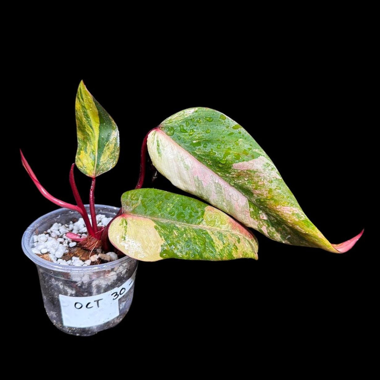 Variegated Philodendron Strawberry Shake in a Nursery Pot - Large Strawberry Shake RARE collector plant - Beginners Plant - US seller