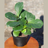 Fiddle Fig Tree | Live Houseplant in a 5" Nursery Pot | Large Fixus Lyrata Fig Tree | Low light Indoor Plant | Air Purifying Houseplants