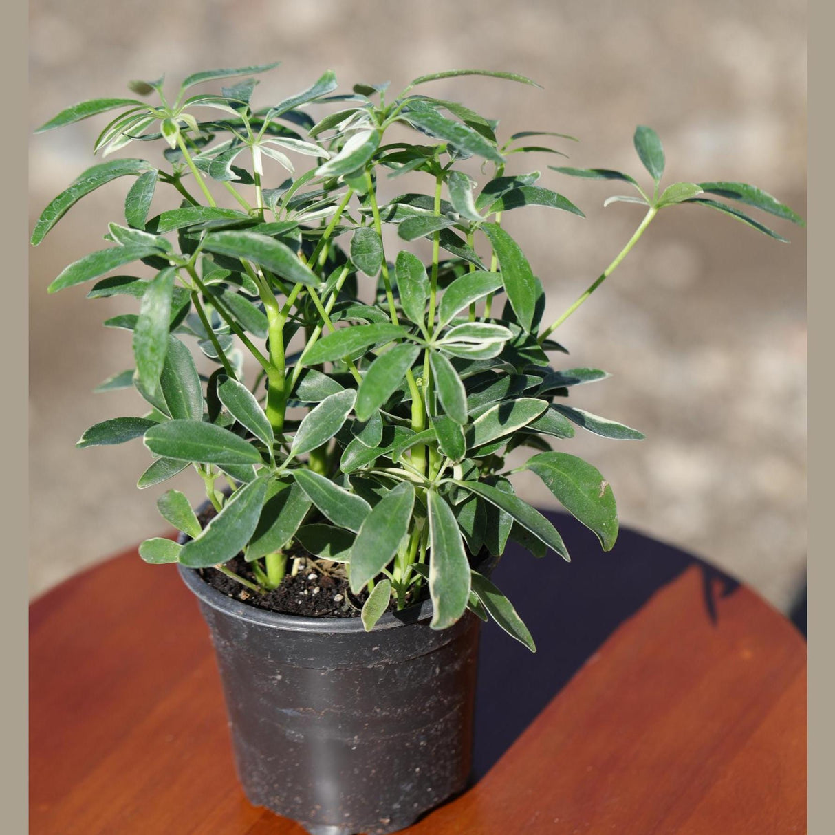 Live Variegated Schefflera Arboricola Plant, Umbrella Plant, Plant Pot for Home and Garden Decor | Schefflera Moondrop in 4” Nursery Pot