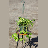 Golden Pothos in a 8" Hanging Basket - Epipremnum Aureum - Vining Houseplant - Low Maintenance Indoor Plant - Hanging Plant