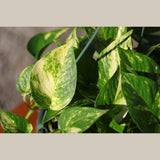 Golden Pothos in a 8" Hanging Basket - Epipremnum Aureum - Vining Houseplant - Low Maintenance Indoor Plant - Hanging Plant
