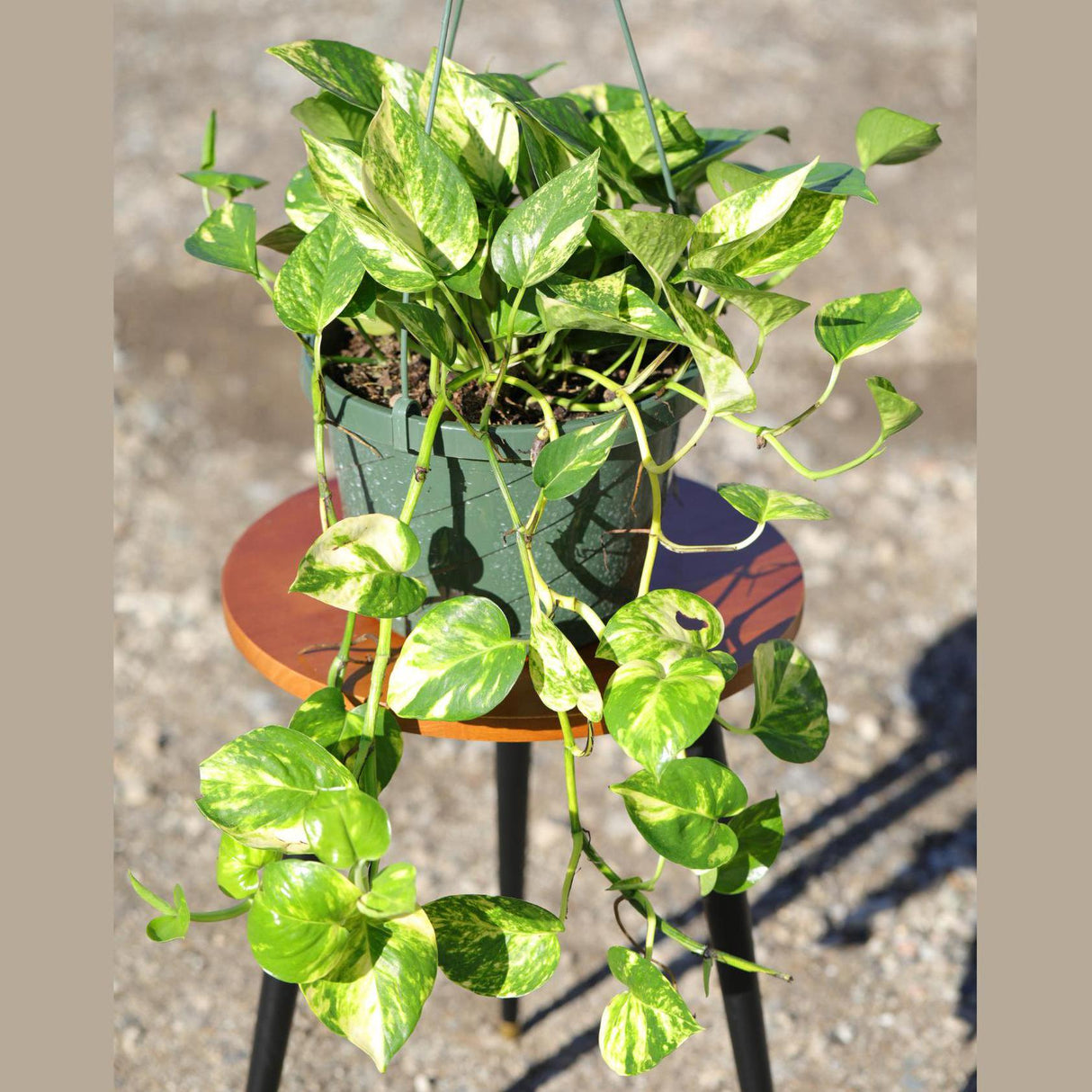Golden Pothos in a 8" Hanging Basket - Epipremnum Aureum - Vining Houseplant - Low Maintenance Indoor Plant - Hanging Plant