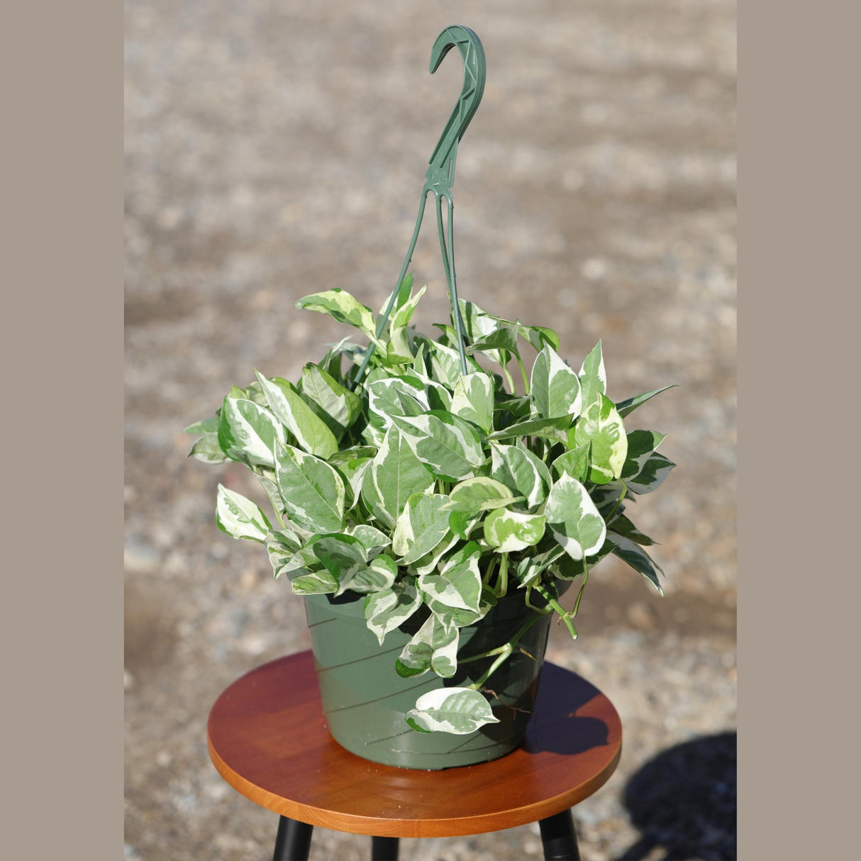N'Joy Pothos Plant in a 8" Hanging Basket | Low Light Variegated Houseplants | Air Purifying Indoor Plants | Vining Office Plant
