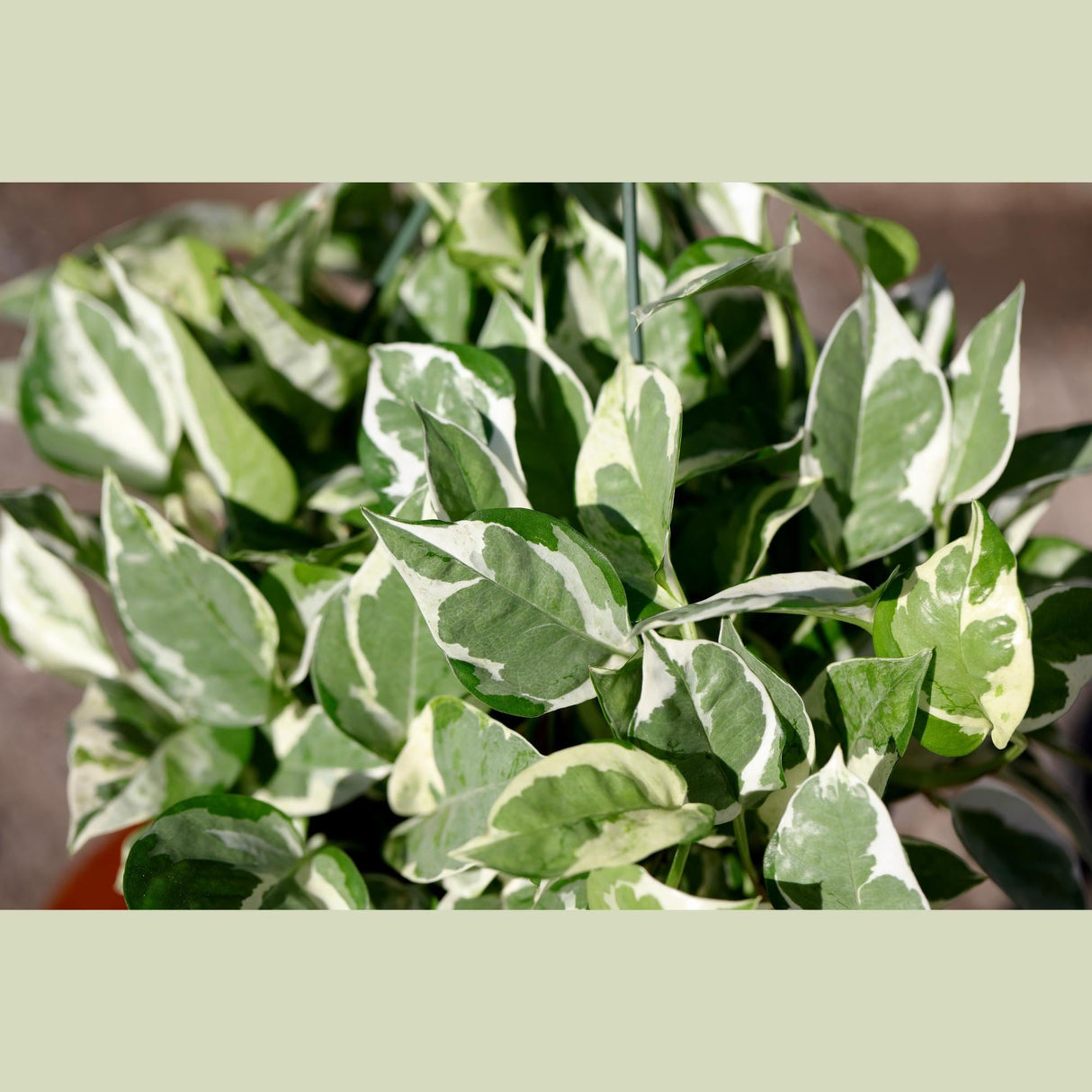 N'Joy Pothos Plant in a 8" Hanging Basket | Low Light Variegated Houseplants | Air Purifying Indoor Plants | Vining Office Plant