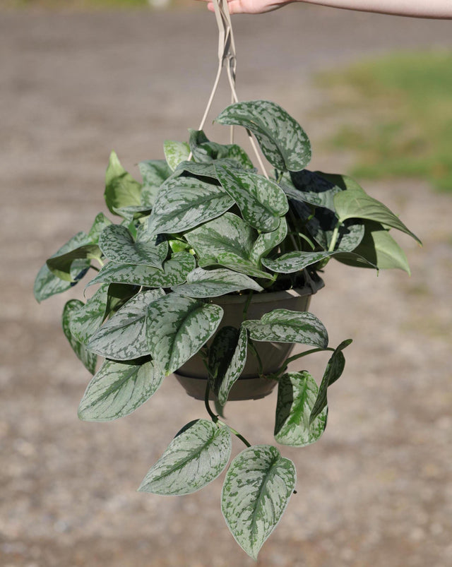 satin pothos trailing plant Scindapsus Silver Exotica Plant in 8" Hanging Basket