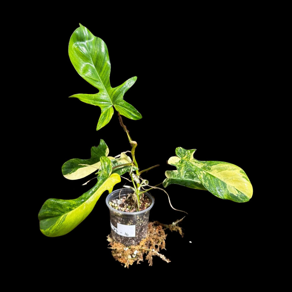 High Variegated Philodendron Bipennifolium in a Nursery Pot - Philodendron Bipennifolium Single Leaf Plant