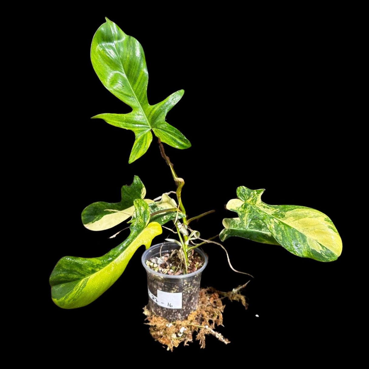 High Variegated Philodendron Bipennifolium in a Nursery Pot - Philodendron Bipennifolium Single Leaf Plant