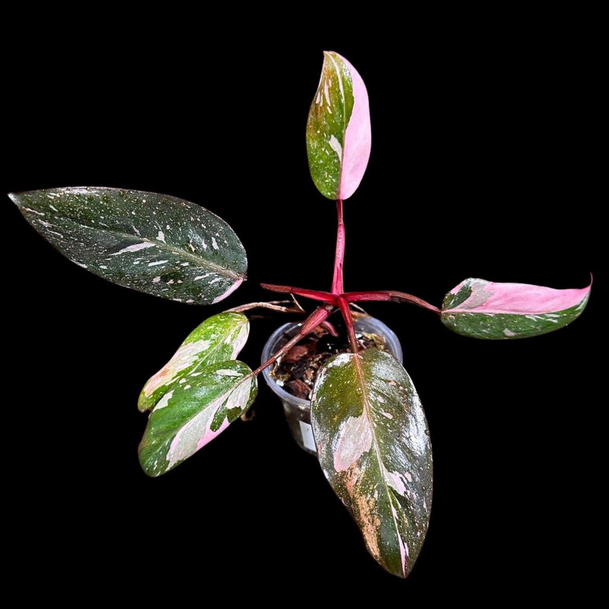 Philodendron Pink Princess in a Nursery Pot - Philodendron Pink Princess Galaxy Plant - Indoor Houseplant - SAME PLANT as the Images