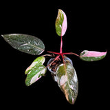 Philodendron Pink Princess in a Nursery Pot - Philodendron Pink Princess Galaxy Plant - Indoor Houseplant - SAME PLANT as the Images