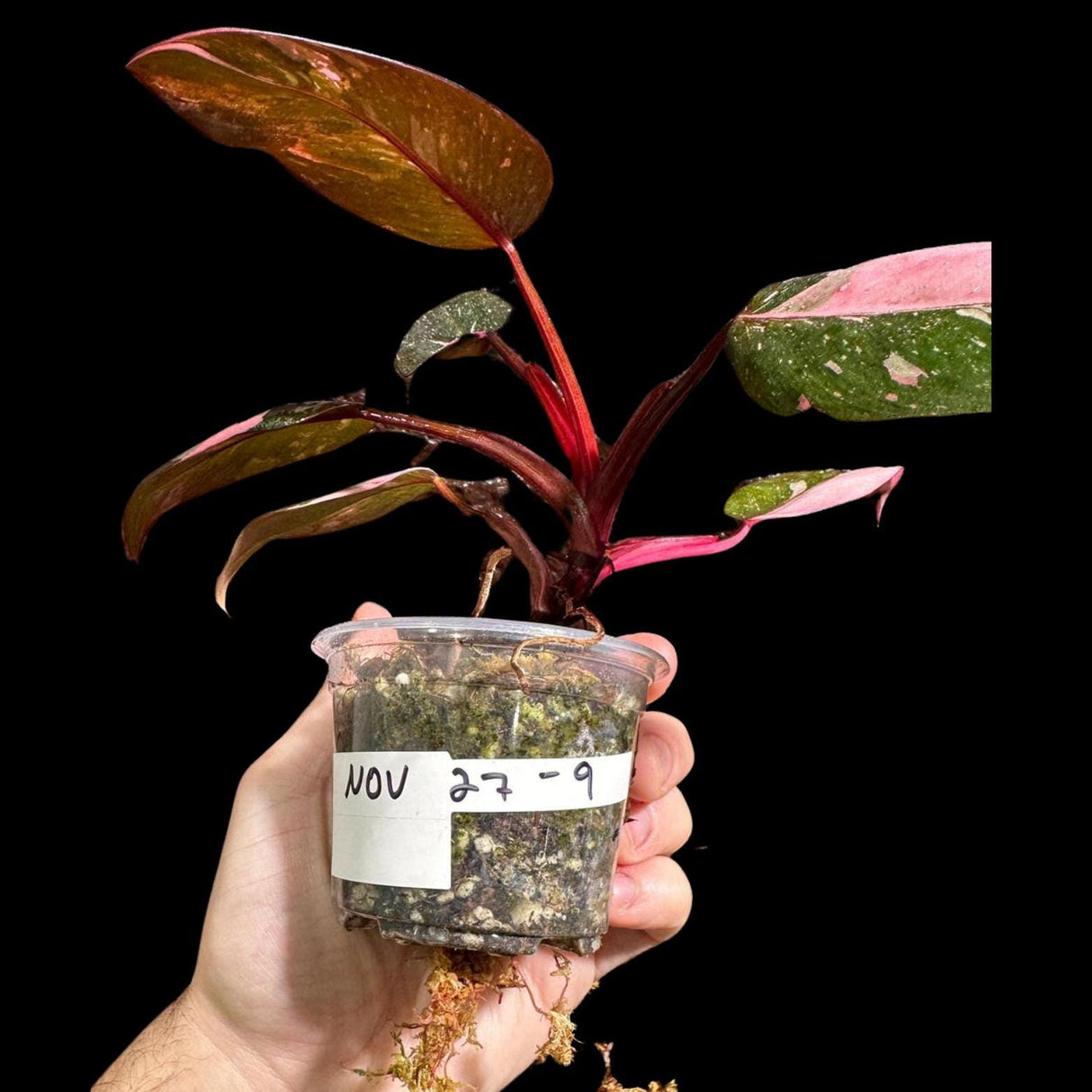 Philodendron Pink Princess in a Nursery Pot - Philodendron Pink Princess Galaxy Plant - Indoor Houseplant - SAME PLANT as the Images