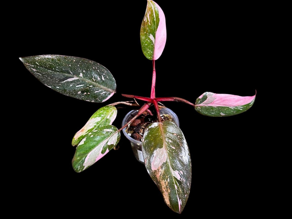 Philodendron Pink Princess in a Nursery Pot - Philodendron Pink Princess Galaxy Plant - Indoor Houseplant - SAME PLANT as the Images