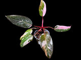 Philodendron Pink Princess in a Nursery Pot - Philodendron Pink Princess Galaxy Plant - Indoor Houseplant - SAME PLANT as the Images