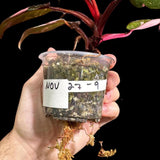Philodendron Pink Princess in a Nursery Pot - Philodendron Pink Princess Galaxy Plant - Indoor Houseplant - SAME PLANT as the Images