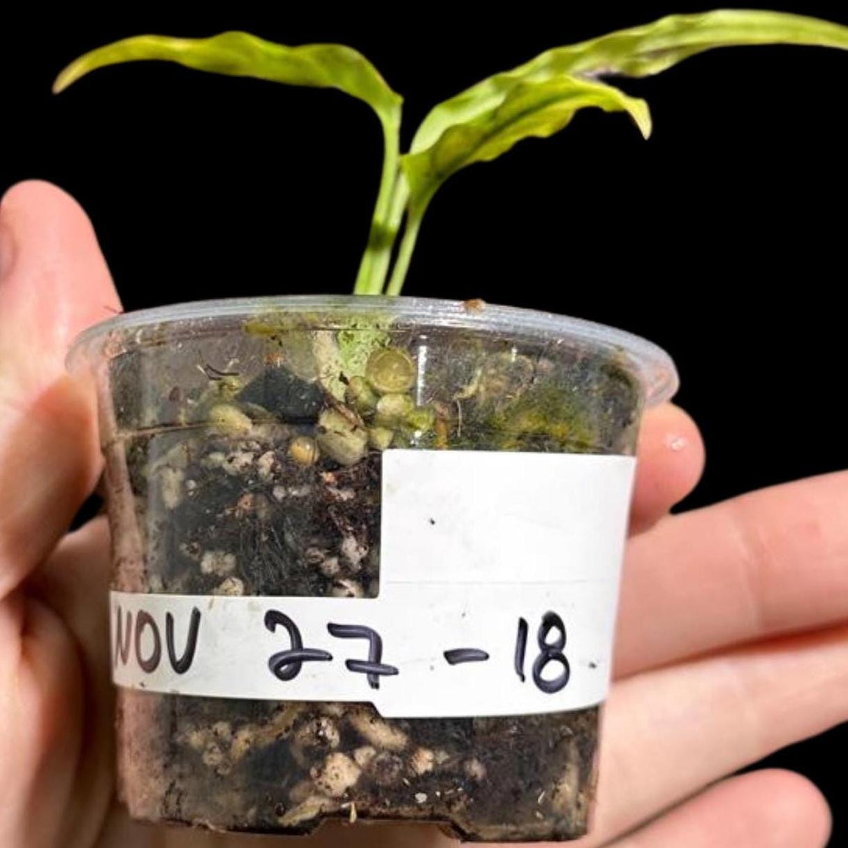 RARE Monstera Obliqua Peru Large Single Leaf Plant in a Nursery Pot | Live Rare Houseplants | SAME Pot as images | US Seller