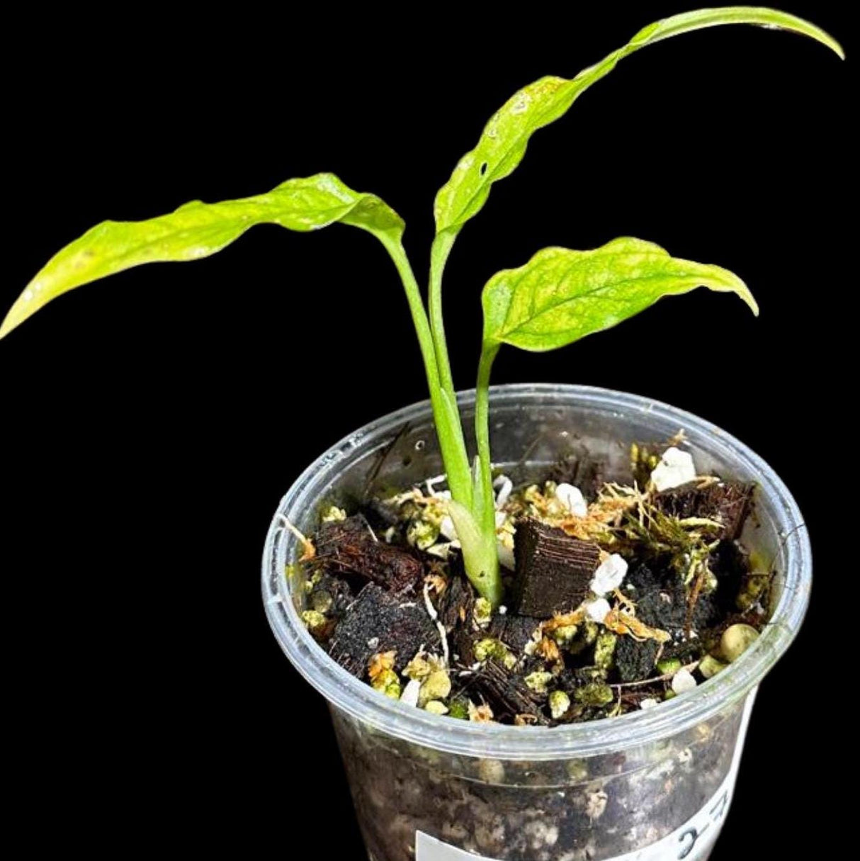 RARE Monstera Obliqua Peru Large Single Leaf Plant in a Nursery Pot | Live Rare Houseplants | SAME Pot as images | US Seller