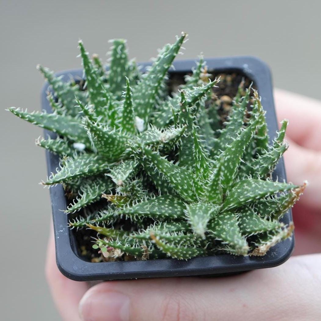 small aloe like succulent Aloe Pepe in a 3" Nursery Pot -Succulent Plant