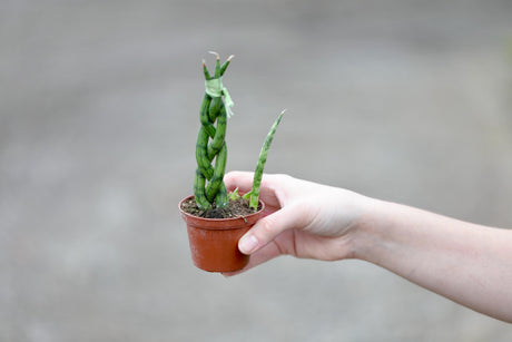 Snake plant Spear Braided Plant in a 2.5" Pot - Sansevieria Cylindrica  Low light Indoor Succulent Plant - Kids room plant - pet friendly