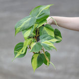 Philodendron Brazil Plant 4" Nursery Pot - Yellow Variegated Pothos Plant - Trailing Air Purifying Low Light Houseplant - Office Gift Plant