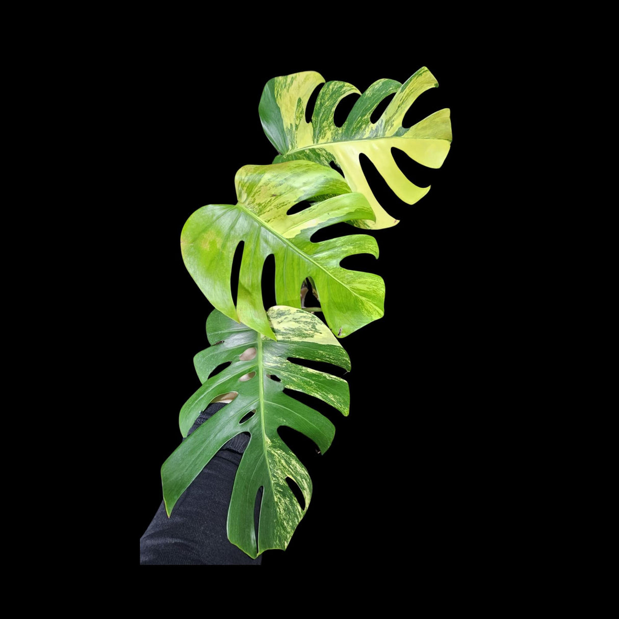 Monstera Aurea Variegated Borsigiana in a Nursery Pot - Monstera Aurea Top Cut Potted Plant - Monstera Marmota - SAME PLANT Large Form