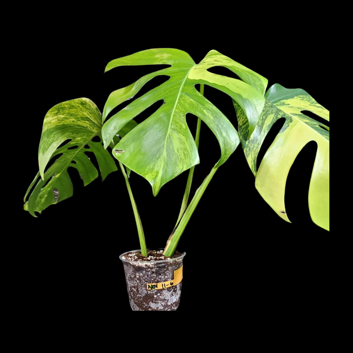 Monstera Aurea Variegated Borsigiana in a Nursery Pot - Monstera Aurea Top Cut Potted Plant - Monstera Marmota - SAME PLANT Large Form