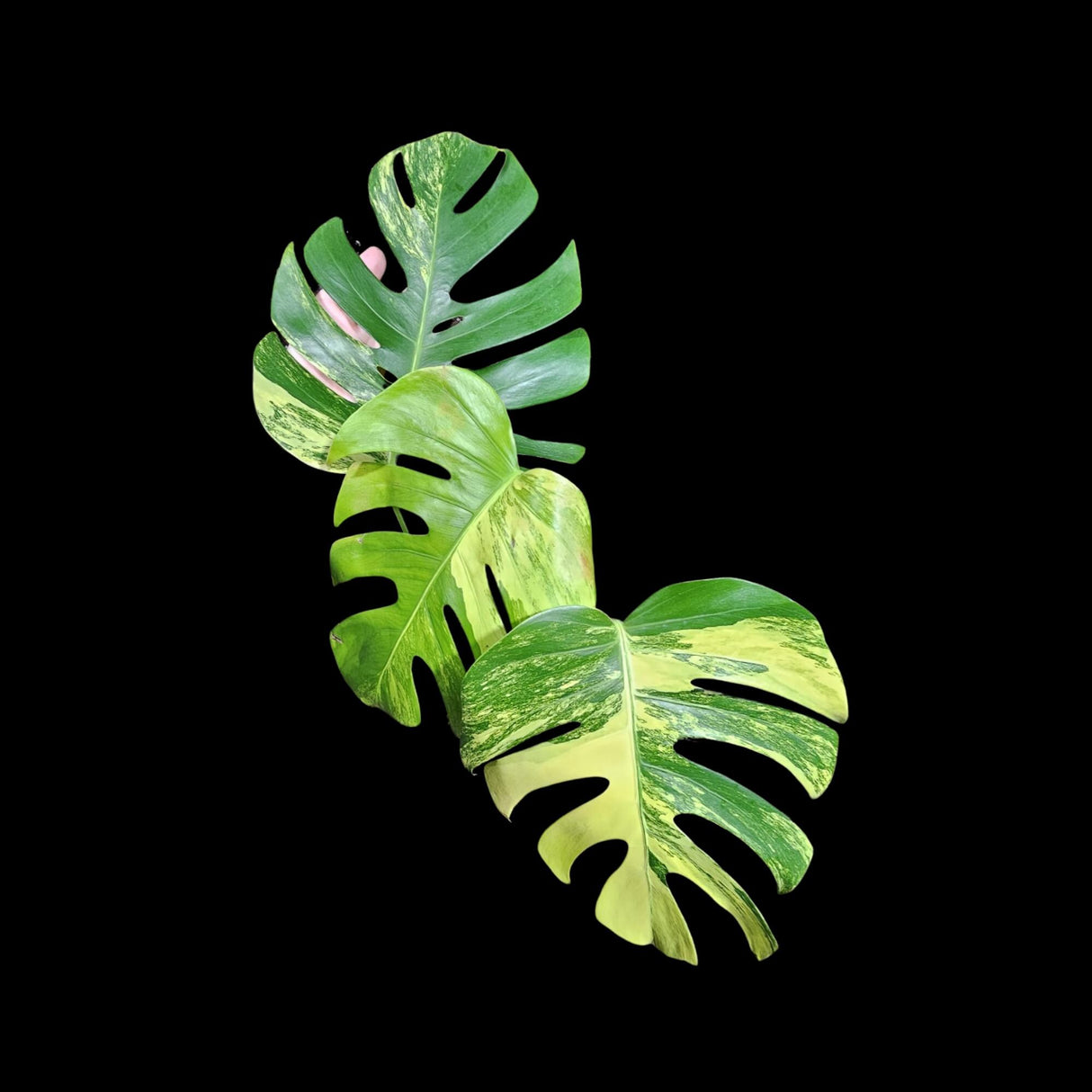 Monstera Aurea Variegated Borsigiana in a Nursery Pot - Monstera Aurea Top Cut Potted Plant - Monstera Marmota - SAME PLANT Large Form