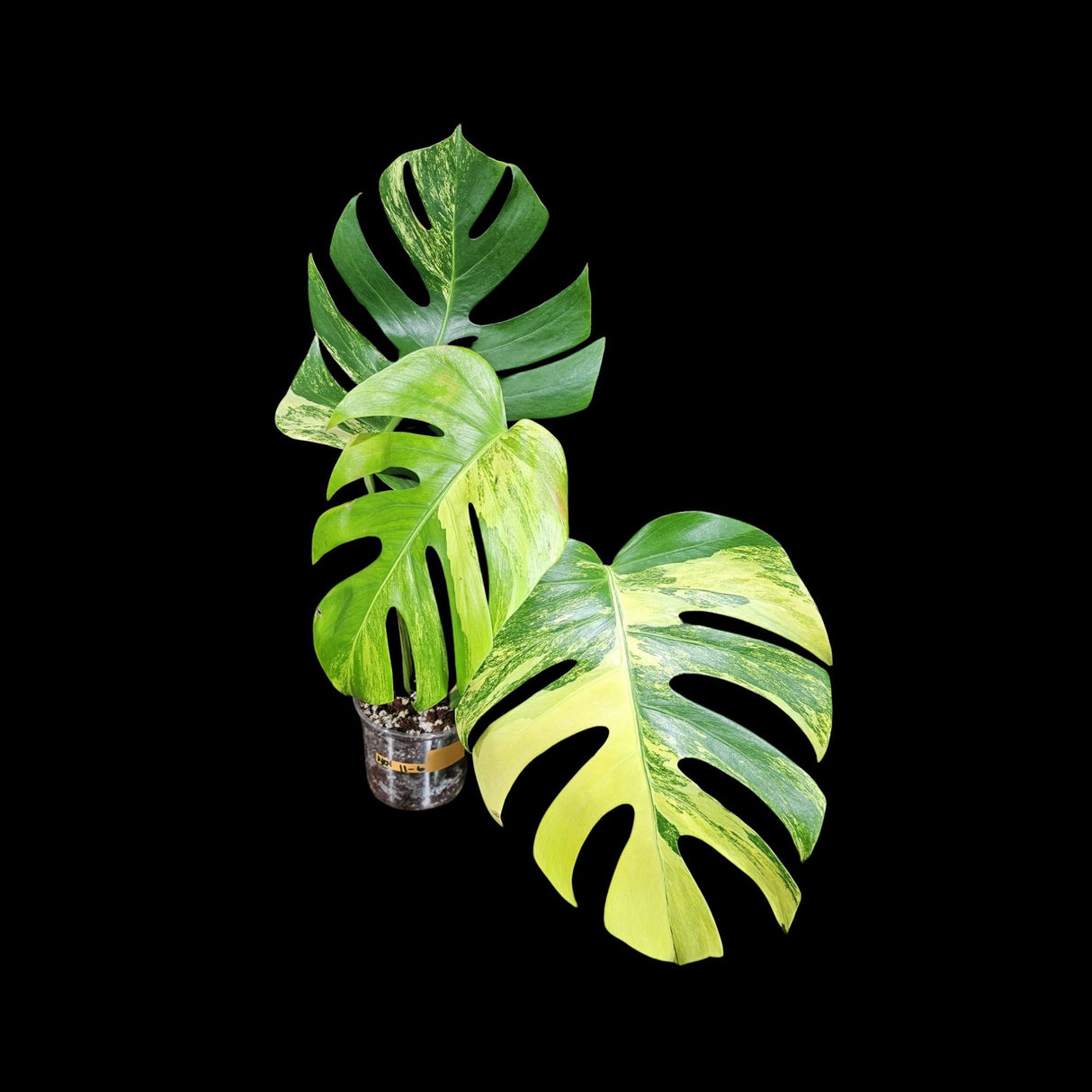 Monstera Aurea Variegated Borsigiana in a Nursery Pot - Monstera Aurea Top Cut Potted Plant - Monstera Marmota - SAME PLANT Large Form