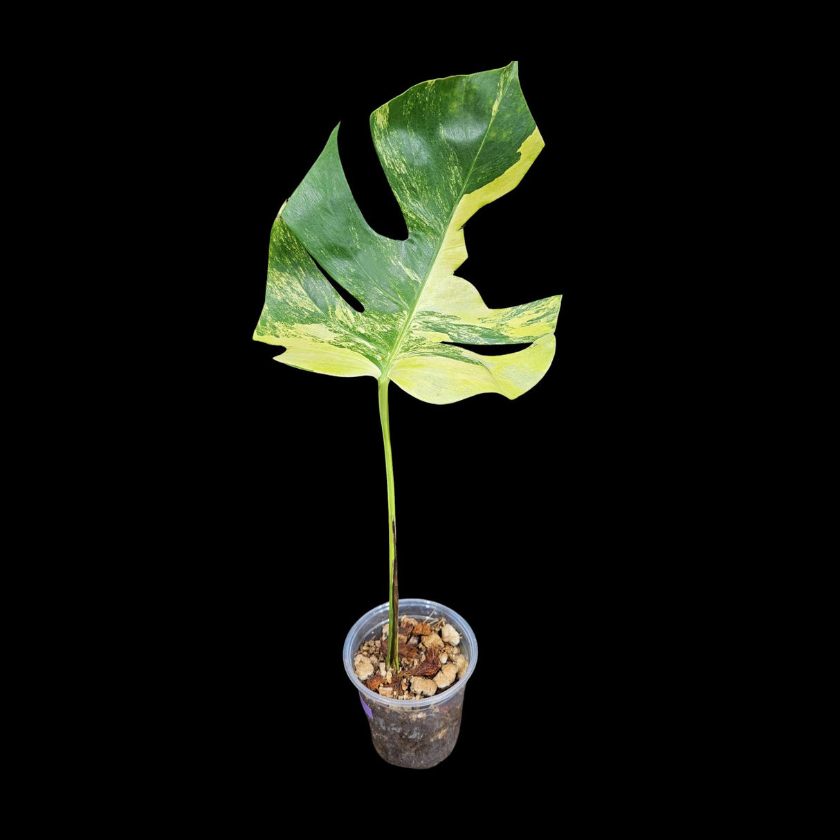 Monstera Aurea Variegated Borsigiana in a Nursery Pot - Monstera Aurea Top Cut Potted Plant - Monstera Marmota