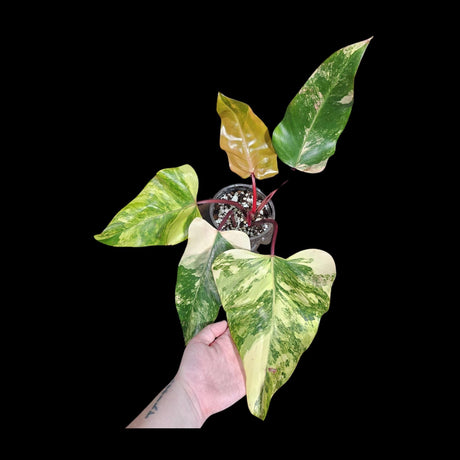 Variegated Strawberry Shake Philodendron in a Nursery Pot | Tropical Houseplant | Air Purifier Pink Philodendron | Exotic Indoor Plants