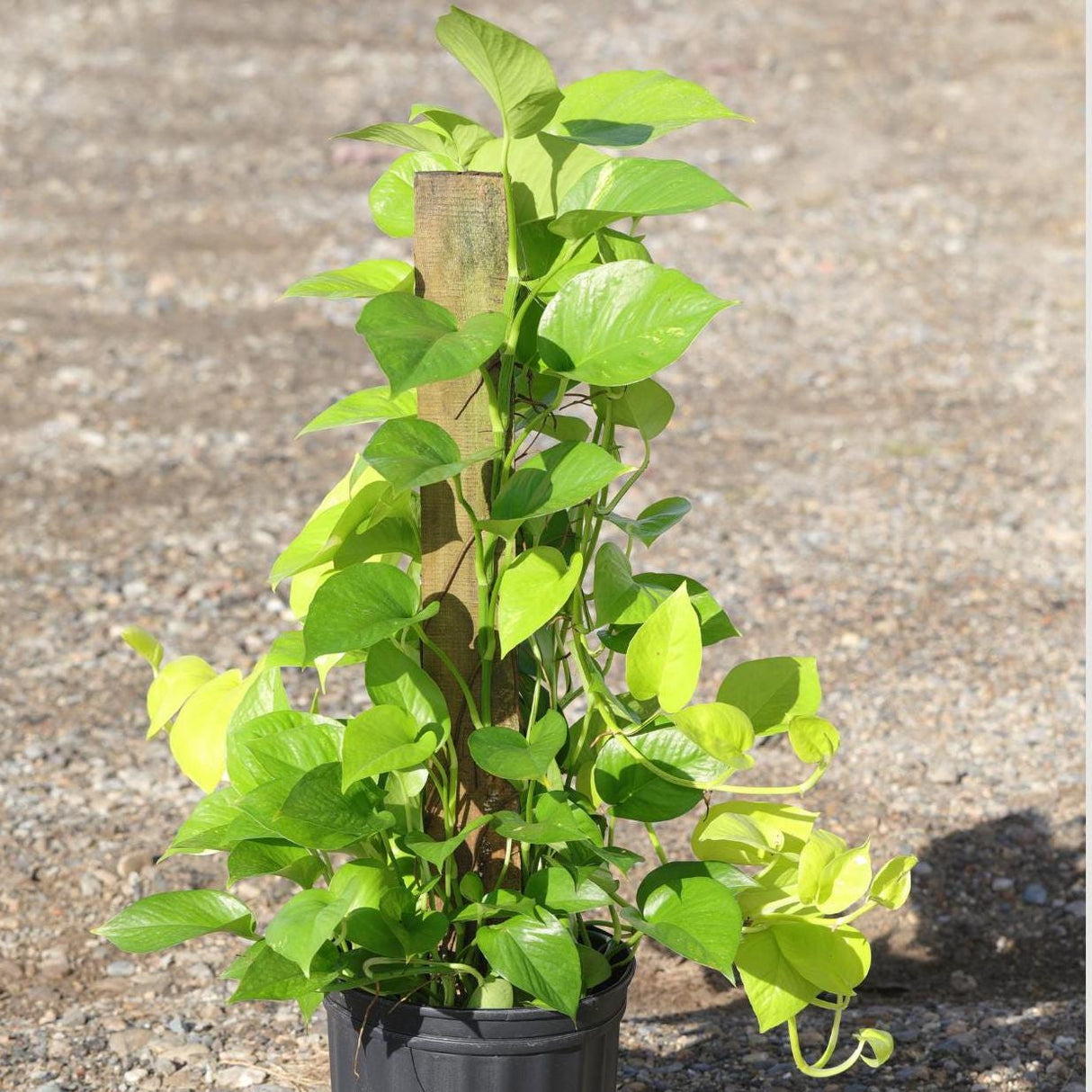 Golden Pothos & Neon Pothos Mix Totem in 10 “ Pot- Large Tall  Vining Indoor Houseplant - Air Purifying Indoor Plants - Low Light Plant