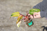 RARE Variegated Philodendron Strawberry Shake in a Nursery Pot - Strawberry Shake collector plant - SAME Plant as images - US seller