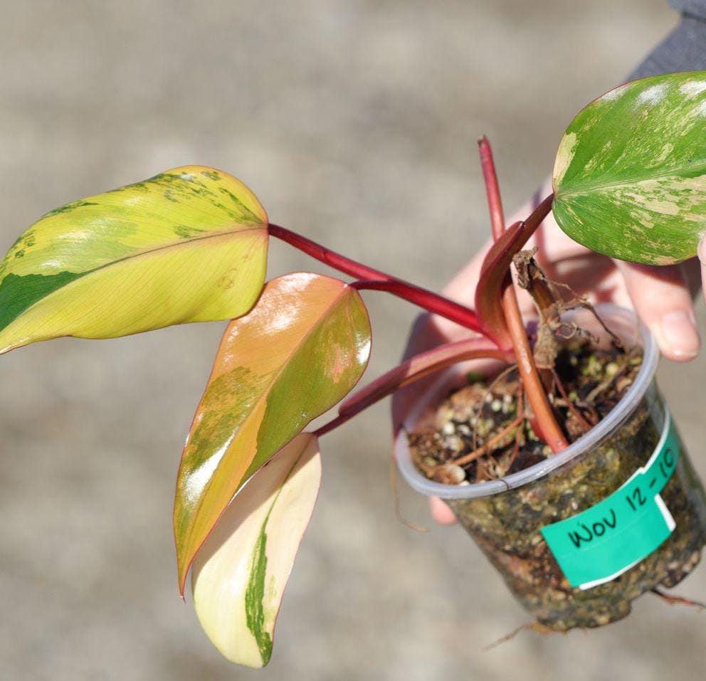 RARE Variegated Philodendron Strawberry Shake in a Nursery Pot - Strawberry Shake collector plant - SAME Plant as images - US seller