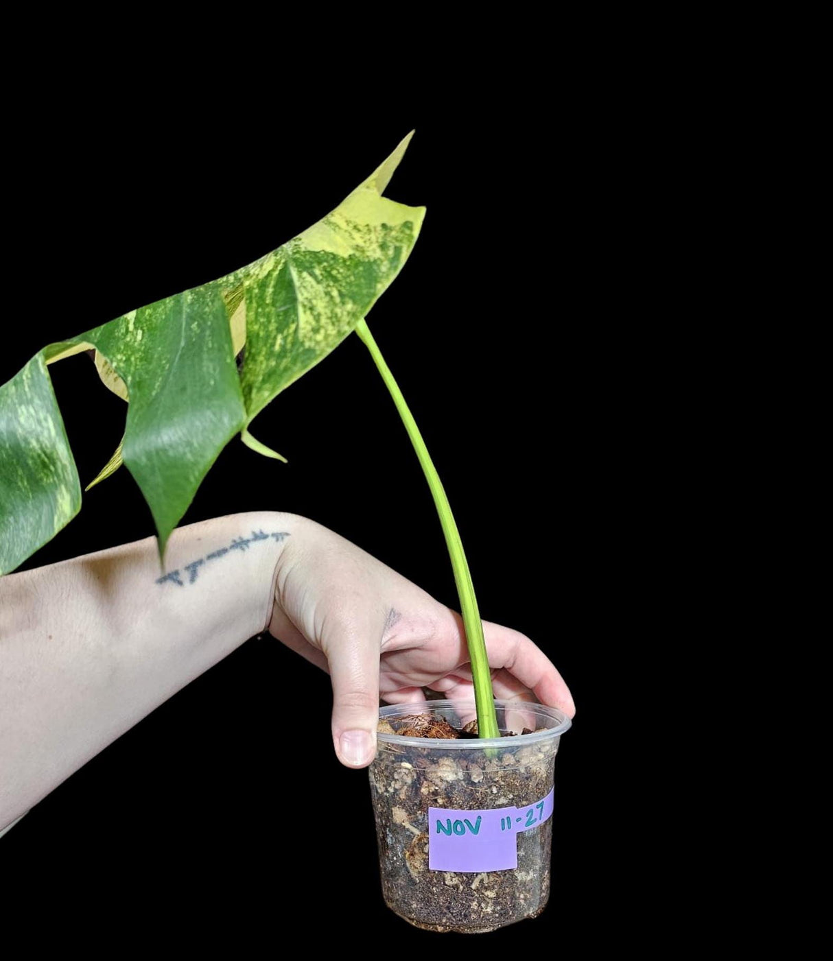 Monstera Aurea Variegated Borsigiana in a Nursery Pot - Monstera Aurea Top Cut Potted Plant - Monstera Marmota