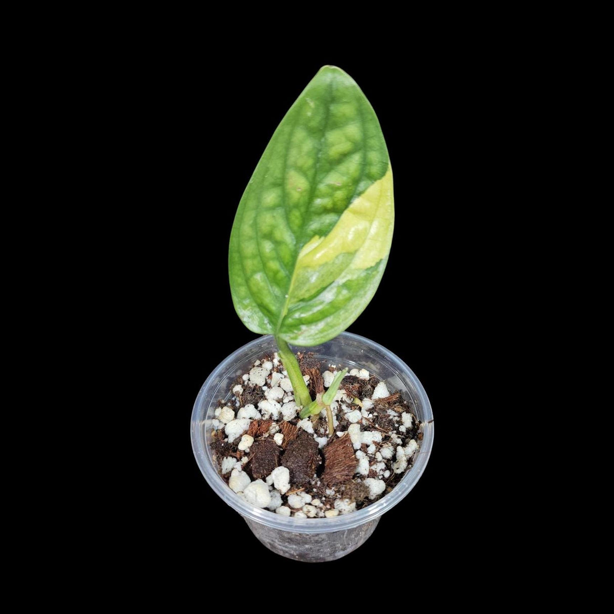 Variegated Monstera Peru in a Nursery Pot | Live Rare Houseplants | Air Purifying Plants | Monstera Peru EXACT SAME Potted Plant - US Seller