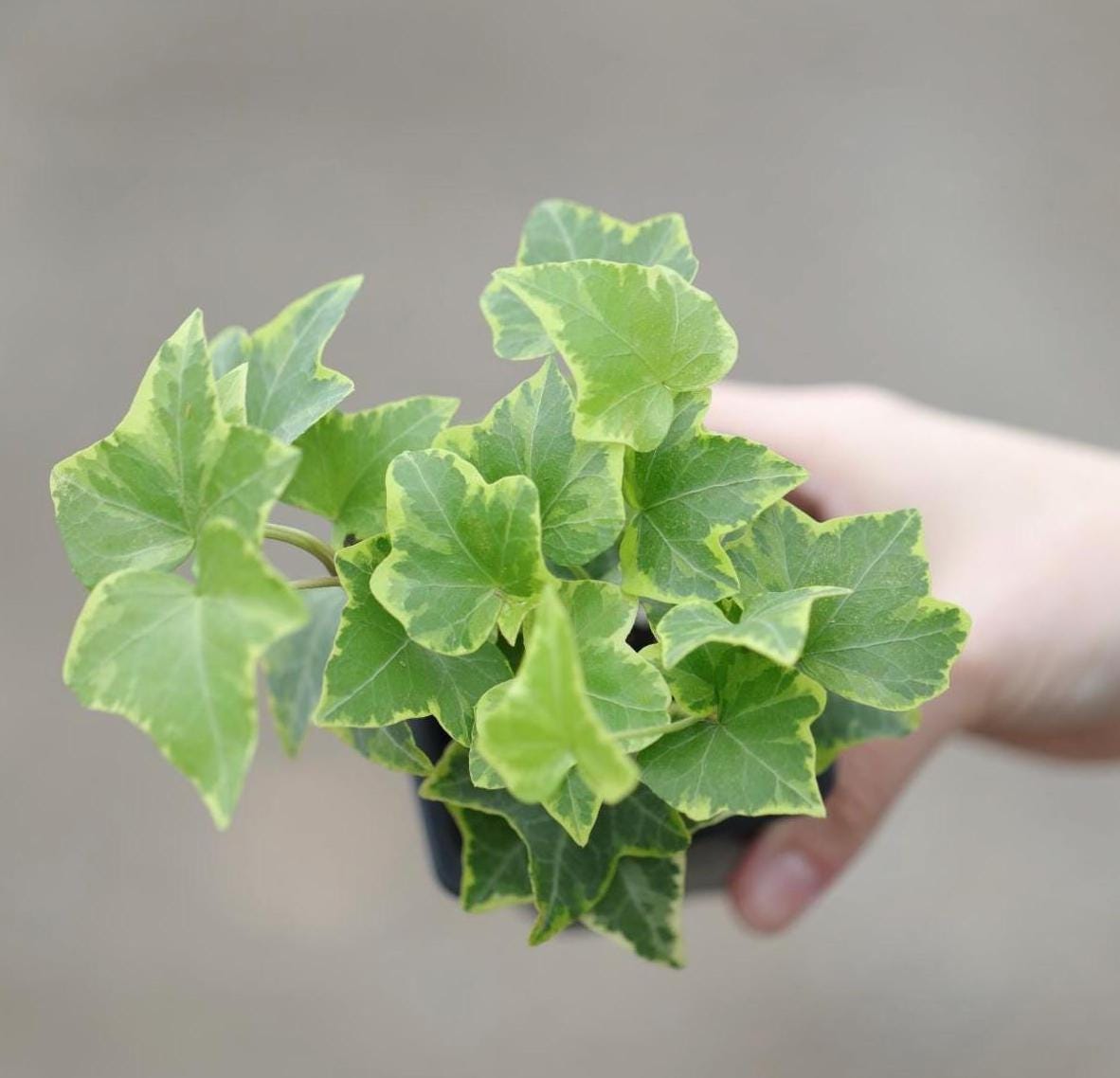 Ivy Gold Child in a 3" Pot - Herdera Helix - Low Light vining Houseplant - Kids room Indoor Plant - Shelf plant - office gift plant
