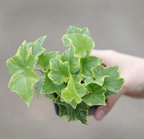 Ivy Gold Child in a 3" Pot - Herdera Helix Low Light vining Houseplant - Kids room Indoor Plant - Shelf office gift plant - Cute Gift Plant