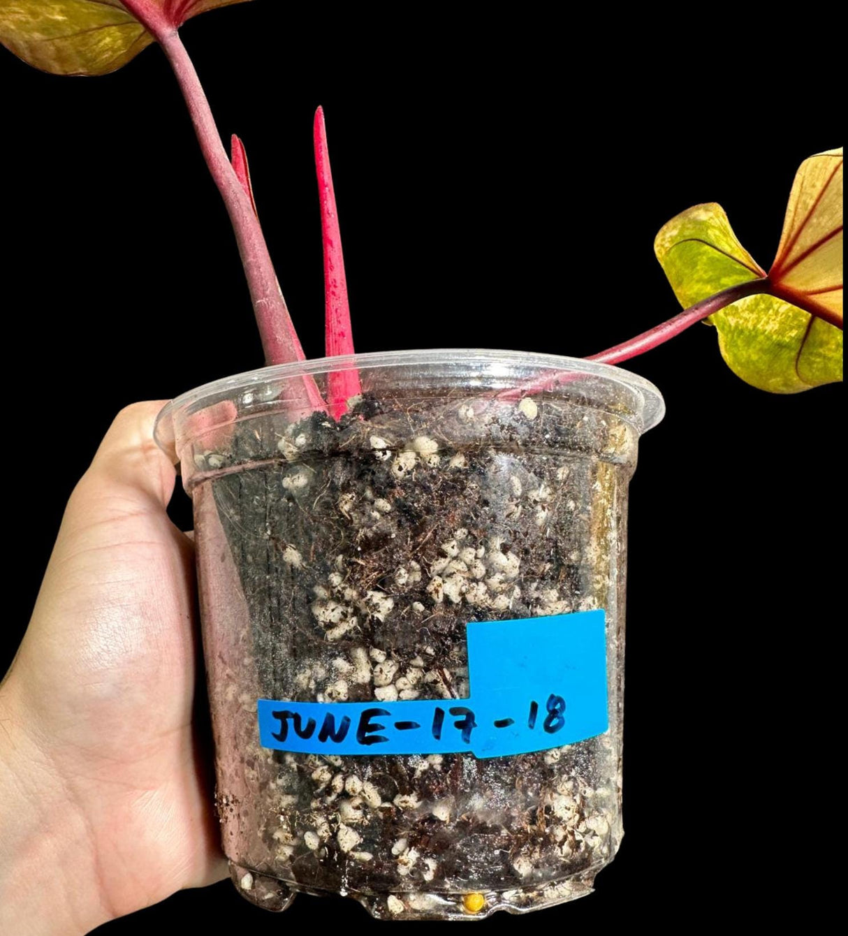 Variegated Philodendron Strawberry Shake in a Nursery Pot - Large Strawberry Shake RARE collector plant - Live Indoor Plant - US seller