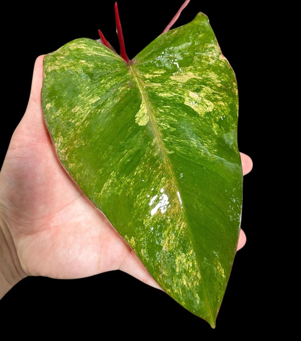 Variegated Philodendron Strawberry Shake in a Nursery Pot - Large Strawberry Shake RARE collector plant - Live Indoor Plant - US seller