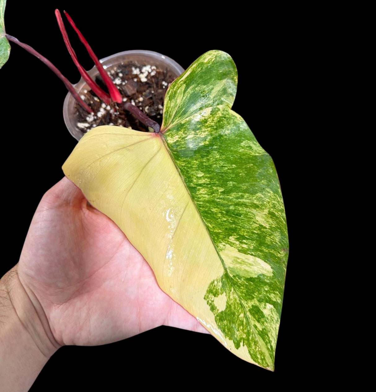 Variegated Philodendron Strawberry Shake in a Nursery Pot - Large Strawberry Shake RARE collector plant - Live Indoor Plant - US seller