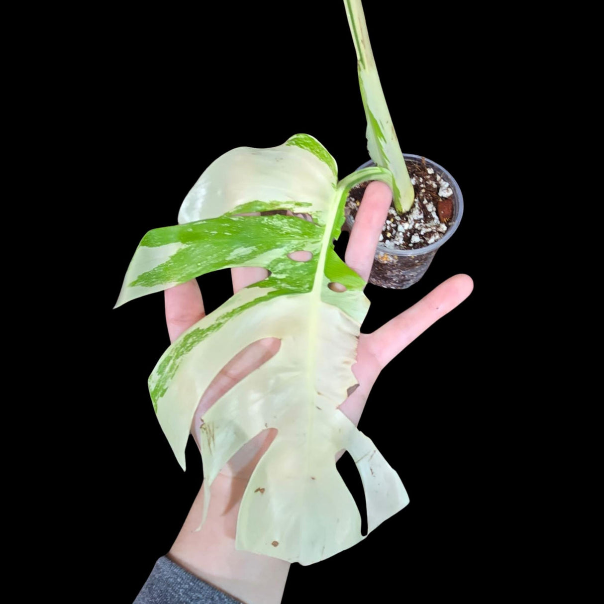 Variegated Monstera Albo Plant - Rare Indoor White Monstera Albo Borsigiana Plant - Albo Monstera - Rare Houseplant - US Seller -Similar Pot