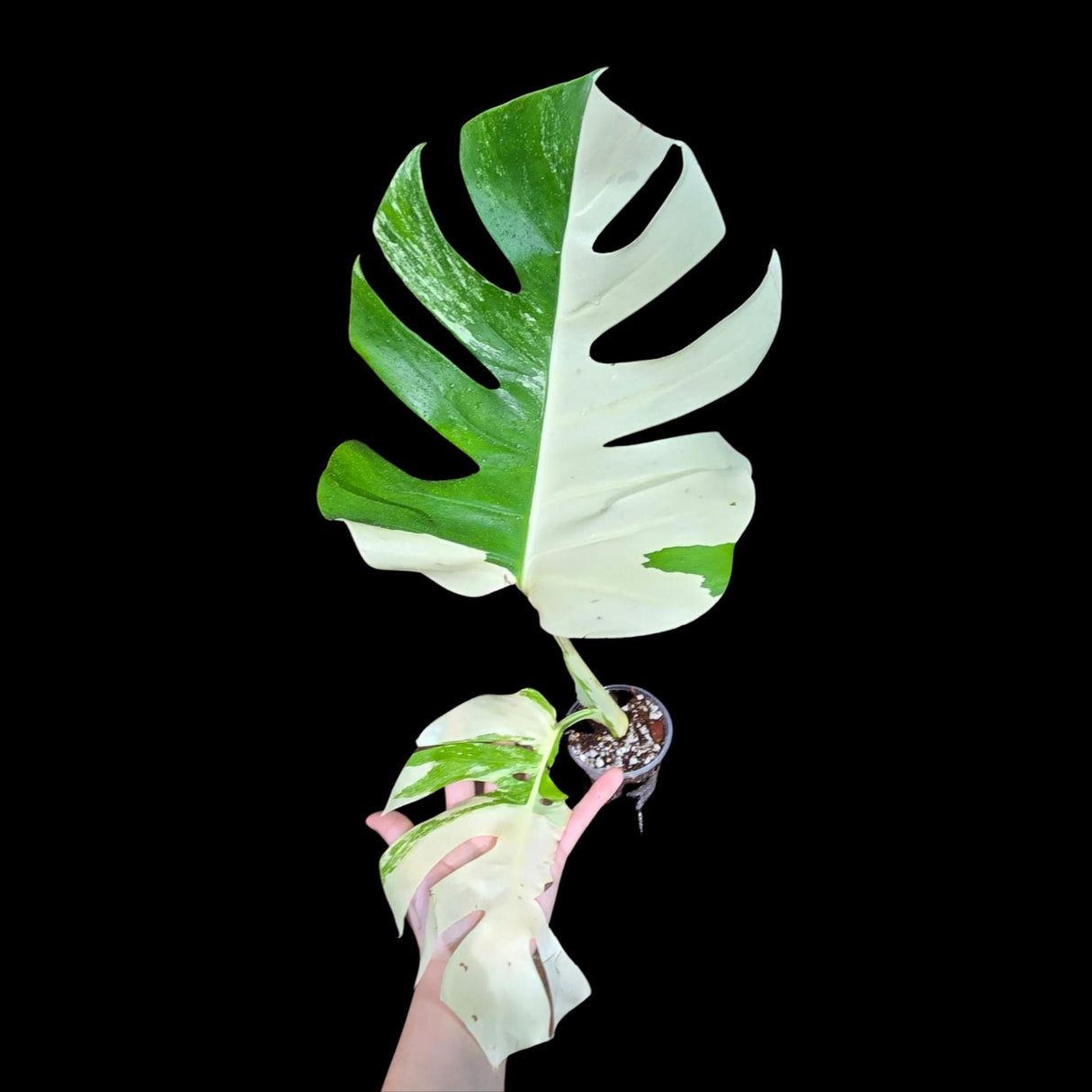 Variegated Monstera Albo Plant - Rare Indoor White Monstera Albo Borsigiana Plant - Albo Monstera - Rare Houseplant - US Seller -Similar Pot